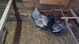 Петухи породы Виандот серебристый.