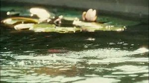 БОЛОТНАЯ ФЕЯ -  сказка