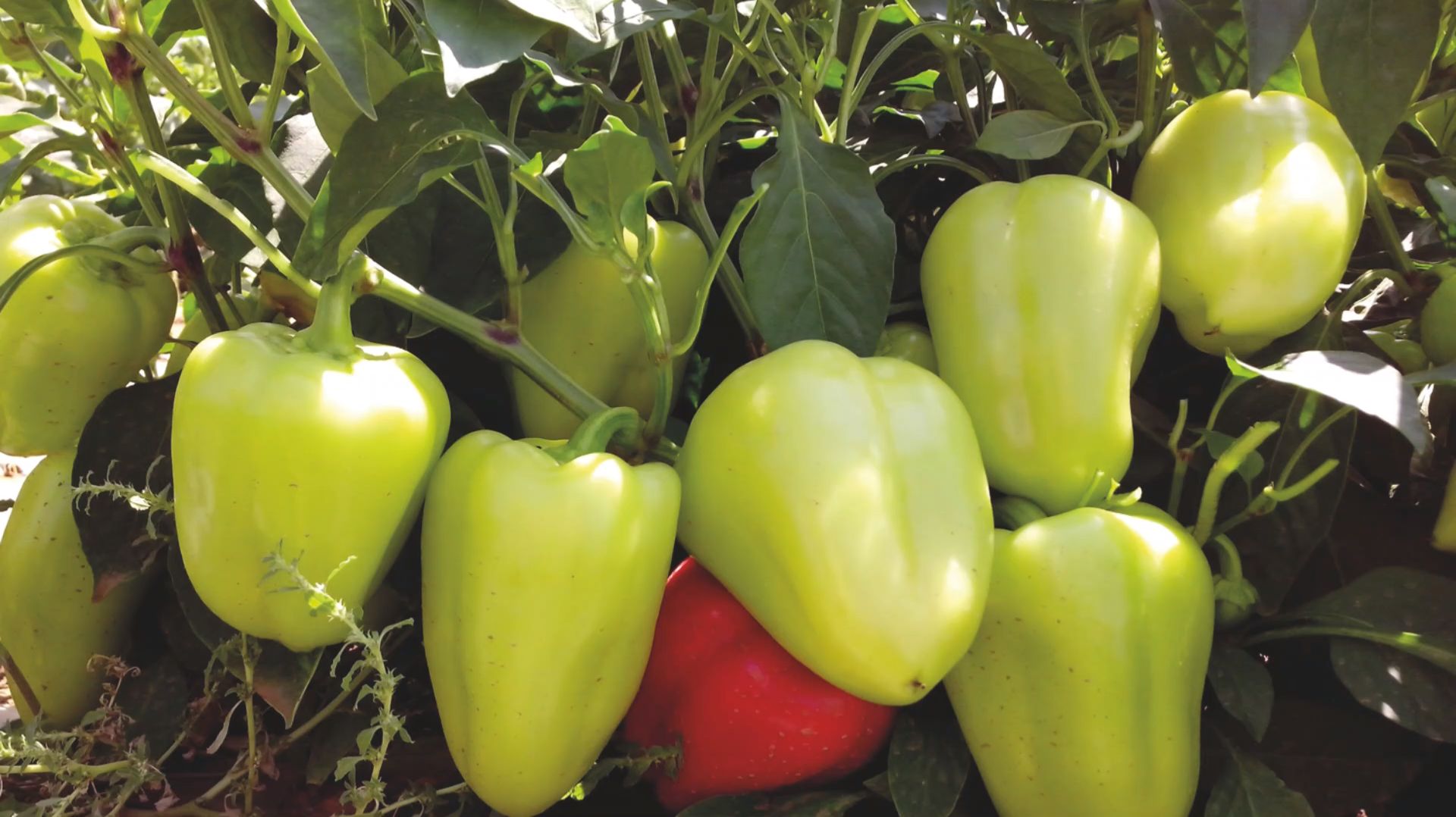 2 урожайных перца, которые обязательно посажу в 2026 году смотреть онлайн