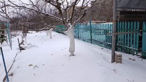 Черешня на тоненькой ножке.