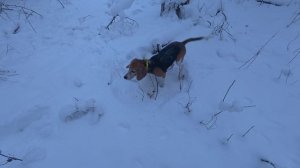 Первый заяц в 2026 году! #охота #hunting #охотаназайца #эстонскаягончая