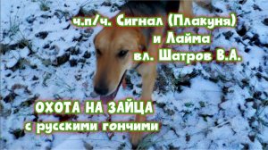 ОХОТА НА ЗАЙЦА с русскими гончими - ч.п/ч. Сигнал (Плакуня) и Лайма вл. Шатров В.А.#охота #hunting
