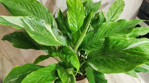 Мало кто знает эти ТОНКОСТИ ВЫРАЩИВАНИЯ СПАТИФИЛЛУМА и даже слабый цветок вмиг зацветет