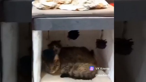 A story about animals 🐱