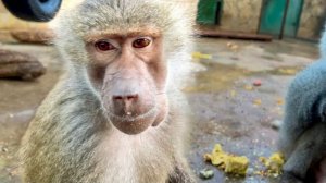 Сегодня у Люськи я увидела ее «фиолетовую розу» - это ПРИЗНАК БЕРЕМЕННОСТИ!