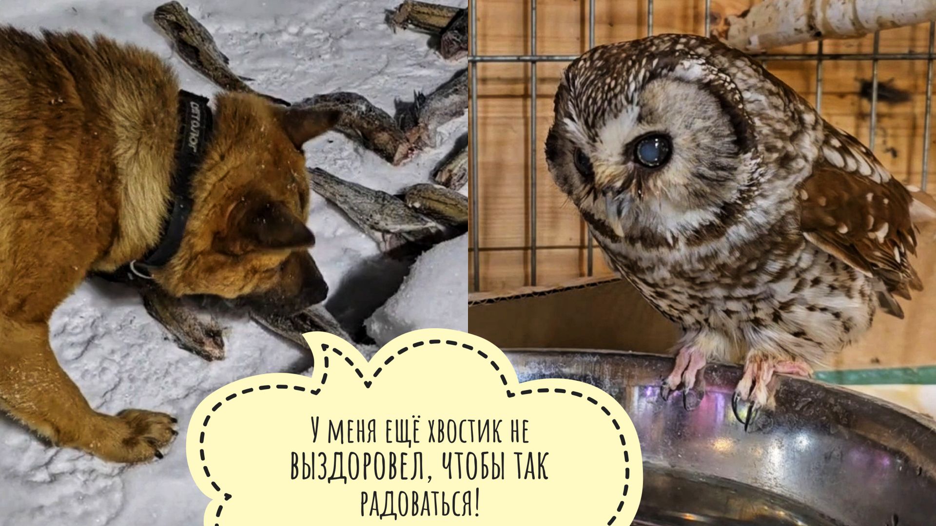 Мохноногий сыч Чучундрий мочит ножки и пьёт водичку. Пёс Кубик увидел свой сон наяву и растерялся смотреть онлайн