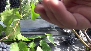 Виноград Болеро 2025г