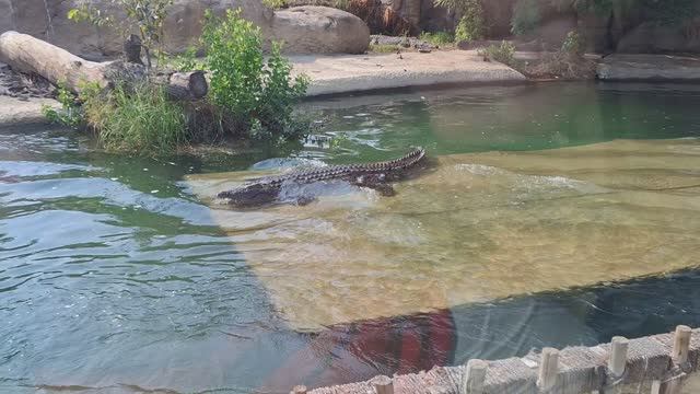 В Арабских Эмиратах, в Шардже есть экскурсия в Зоопарк-Сафари. Звери живут в естественных условиях. смотреть онлайн