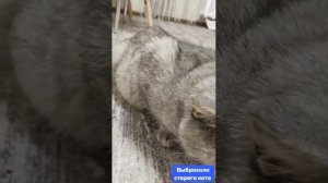 Выброшенный из дома старый  больной кот.