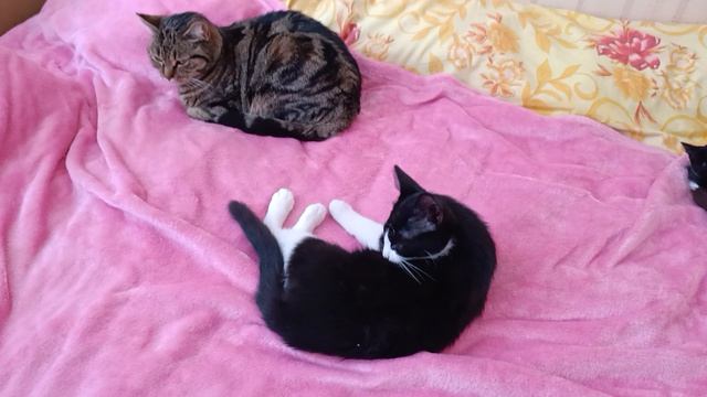 Мы спим и никому не мешаем смотреть онлайн