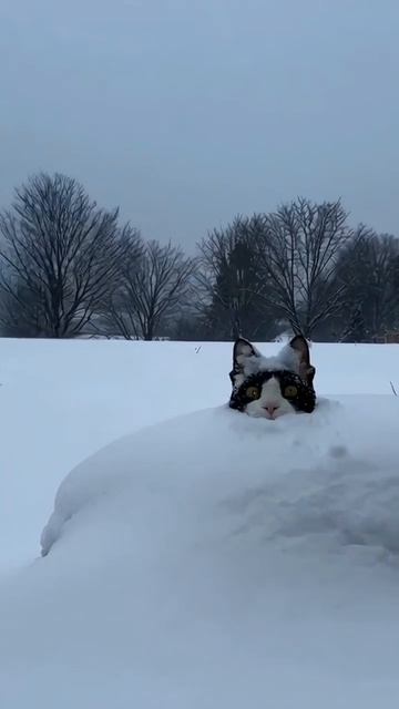 Зимняя сказка