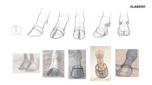 6-2 - How to draw hooves