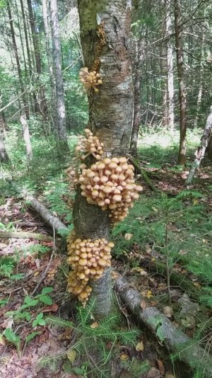 💥ГРИБЫ НАПАЛИ НА ГРИБНИКА!👉ТАКАЯ ГРИБАЛКА МОЖЕТ ТОЛЬКО ПРИСНИТЬСЯ! 🍄ОСЕННИЕ ОПЯТА В ПОДМОСКОВЬЕ