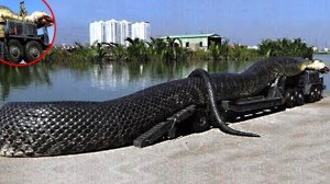 ТОП-10 самых огромных змей на планете: Реальные монстры 🐍🌍