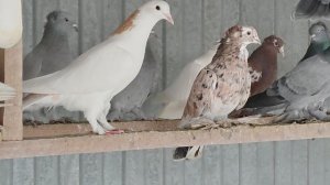 4.01.2025г Обзор Голубей у Отца на Кубани!!!