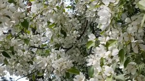 КОГДА ЯБЛОНИ ЦВЕТУТ