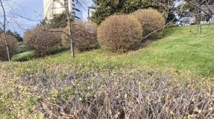 Зима на Кубани 04.01.2026.mp4