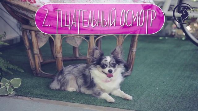 КЛЕЩИ У СОБАК. КАК ВЫТАЩИТЬ КЛЕЩА?