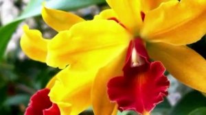 АНЯ АНГЕЛ-А - ПРОСТО