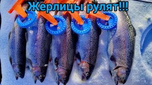Бешеный клев на "БЕЛОГО ИДИОТА" #рыбалка #жерлицы #охота #форель #икра