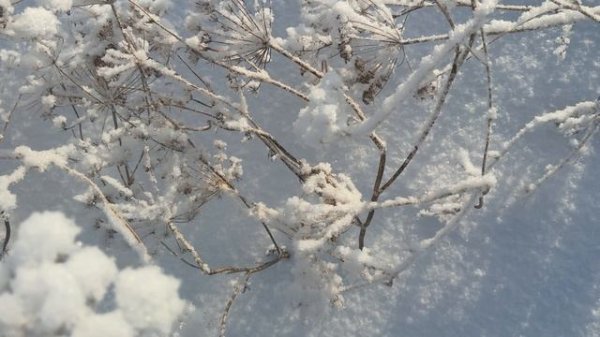 .🎼.«The Nutcracker Suite (Full Continuous Suite)- Tchaikovsky Pyotr Ilyich