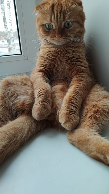 КОТОФЕЙ ВАСИЛЬЕВИЧ