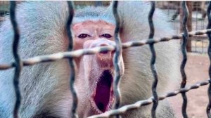 Елисей РЕВНУЕТ И НЕ ПОДПУСКАЕТ Люсю даже к нам!