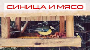 СИНИЦА И МЯСО