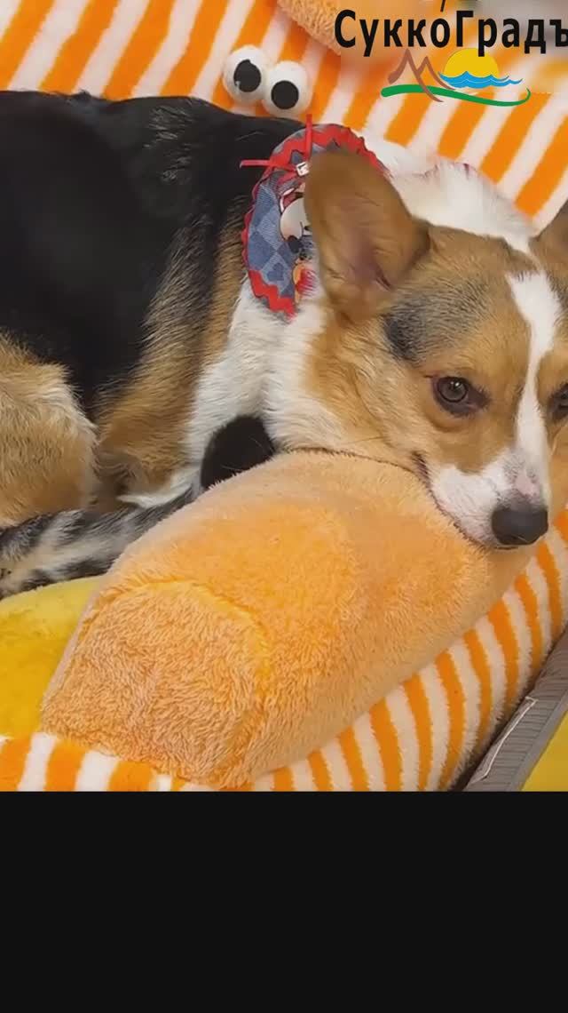 Тесно, но тепло: Гнездо на максималках🤣 смотреть онлайн