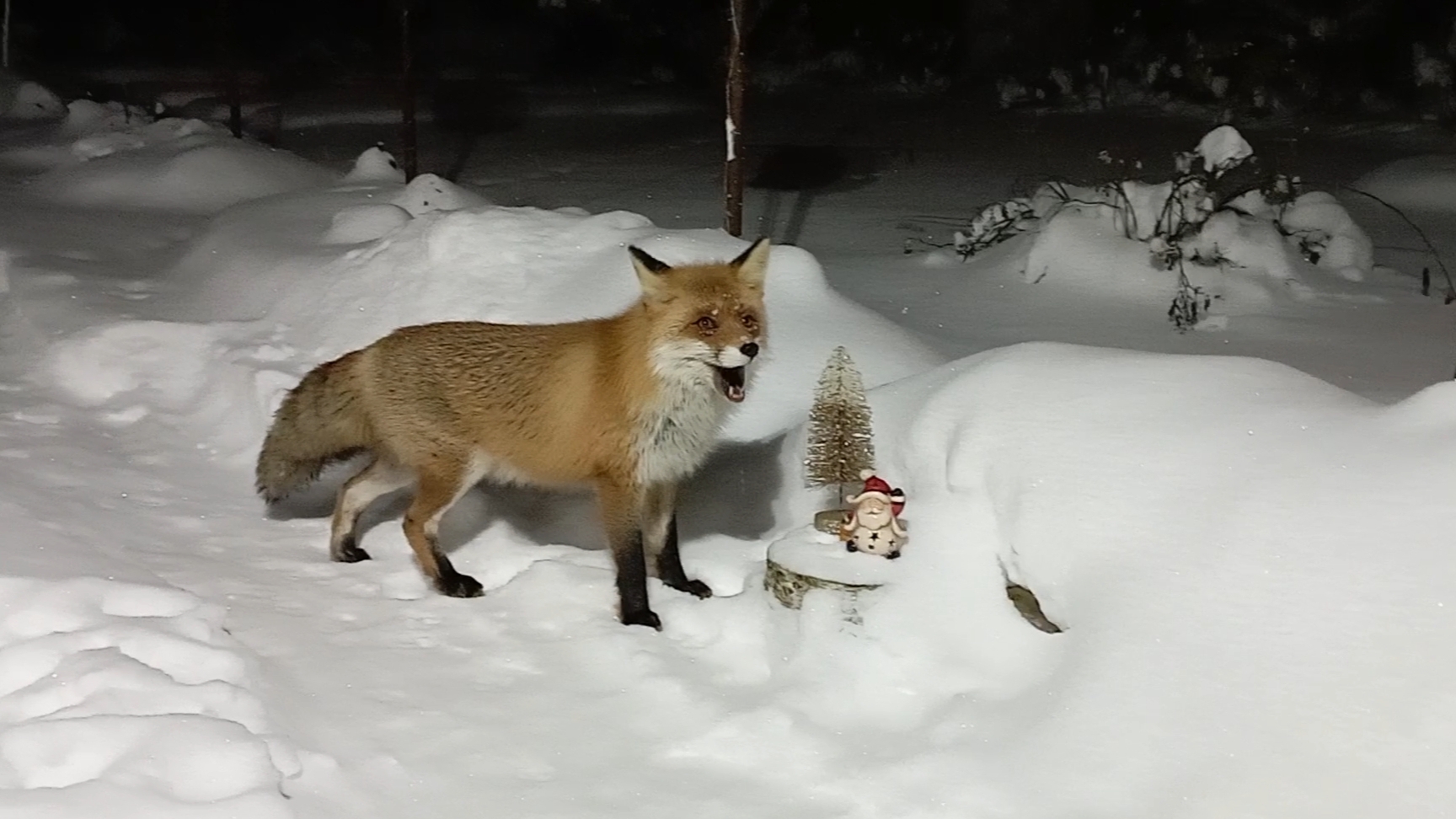 (1213) Лиса приходит в гости. Январь 2026 смотреть онлайн