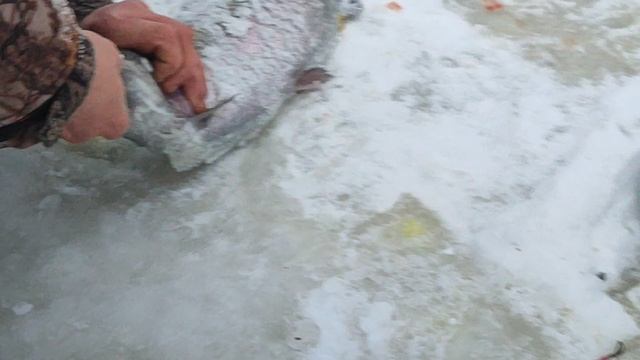 Основной водоём. Форель на Моргалку. смотреть онлайн