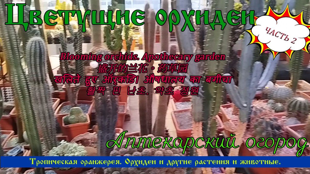 Цветущие орхидеи Аптекарский огород. В Аптекарском огороде зацвели орхидеи. Оранжерея