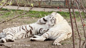 И курицу не выпустить, и друг дружку догнать! Охота у хищников в крови! Тигры и львы игриво обедают!