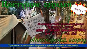 Цветущие орхидеи в Аптекарском огороде. Зацвели орхидеи. Аптекарский огород