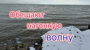 Ждём нагонную волну /Отработали/Ищем КОРМ для собак на ДОНАТЫ.