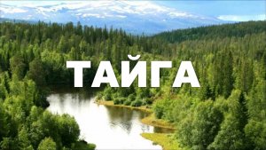 Тайга 4K | Документальный фильм о дикой природе