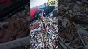 Рыбалка и разнообразный улов😲🤪