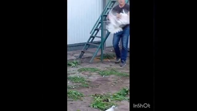ТГ Регулярного Василия И. смотреть онлайн