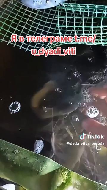 Клариус - африканский сом у дяди Вити. #клариус #африканскийсом #акваферма #теплица #дядявитя