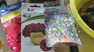 ПОСЕВ ПЕТУНИИ, БАКОПЫ семенами на рассаду в таблетки #петуния #семена #посев #рассада #торфотаблетки