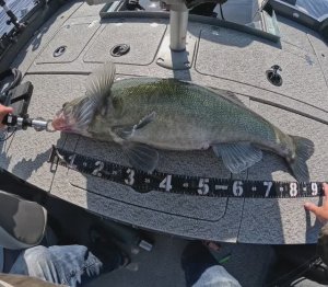 Трофейный судак | 9+