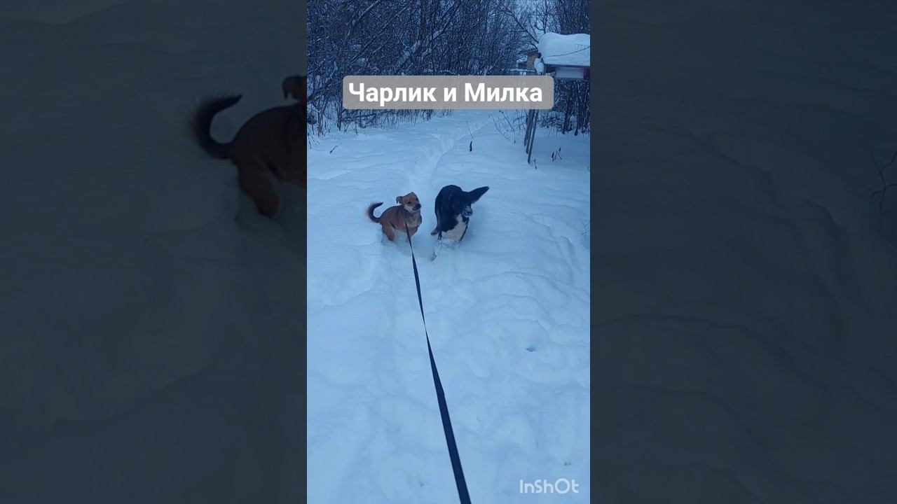 Чарлик, Милка и Джина резвятся на улице ❤️ #бездомныеживотные #помощьбездомным #собака