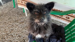 Живодёры отрубили псу лапы, но он выжил и даже ходит на всех четырёх