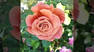 Любовь моя🌹🌹🌹🌹❤️❤️❤️