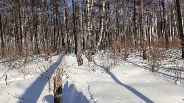 Проверка капканов часть 〽️ 11.Удачное начало года.🎅 смотреть онлайн