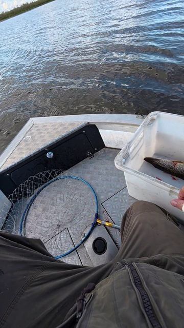 Воблер который ГЕРОЙ! смотреть онлайн