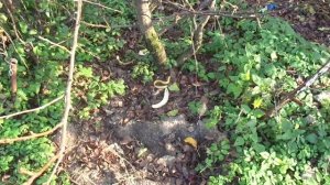 СОВЕТЫ ПО ВЫРАЩИВАНИЮ ГРУШИ