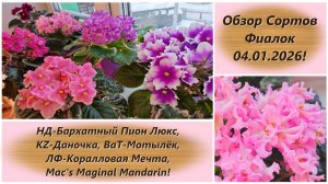 Обзор Сортов Фиалок 04.01.2026!