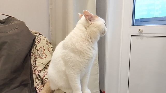 Московский кот смотреть онлайн