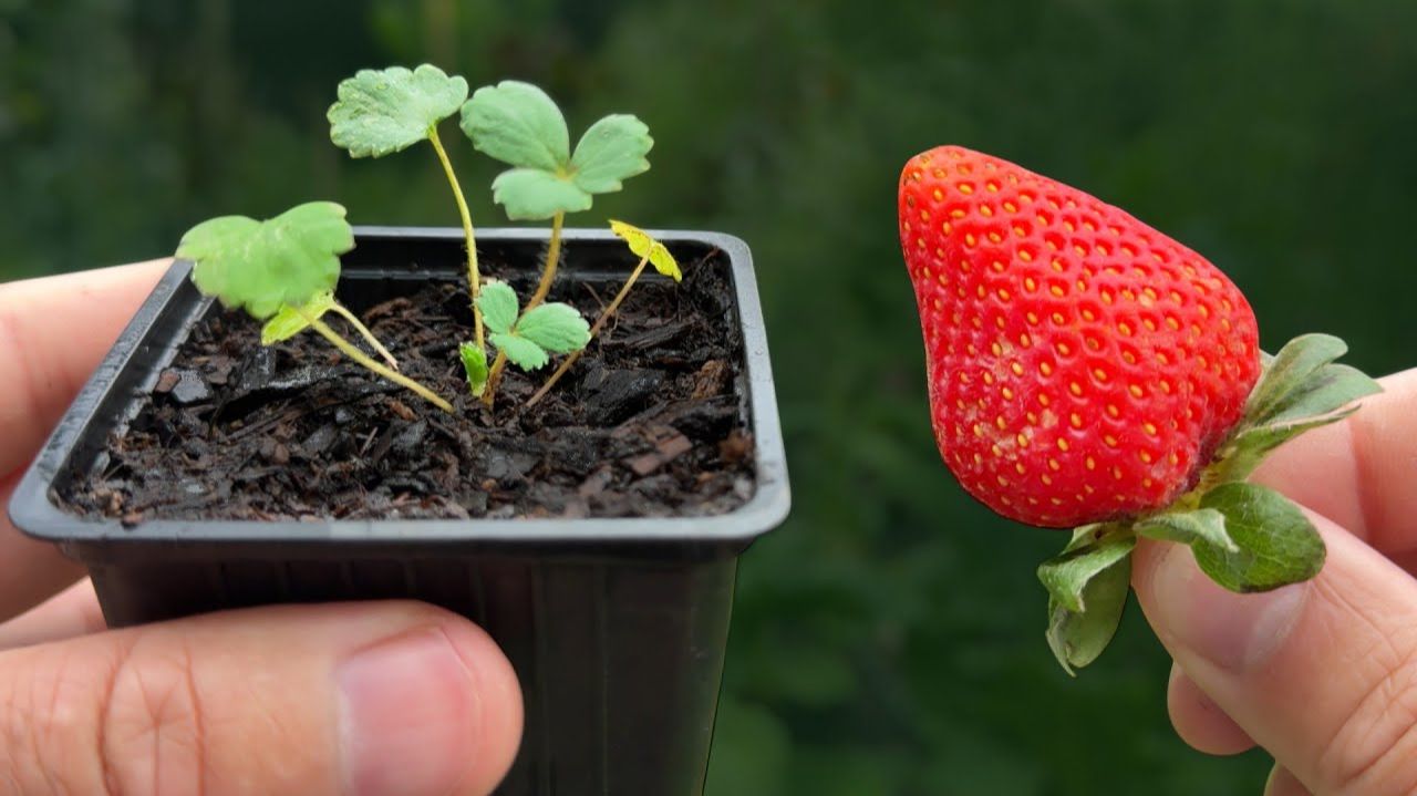 🍓 Cómo Sembrar Fresas del Mercado, para Aumentar la Producción en Casa. смотреть онлайн
